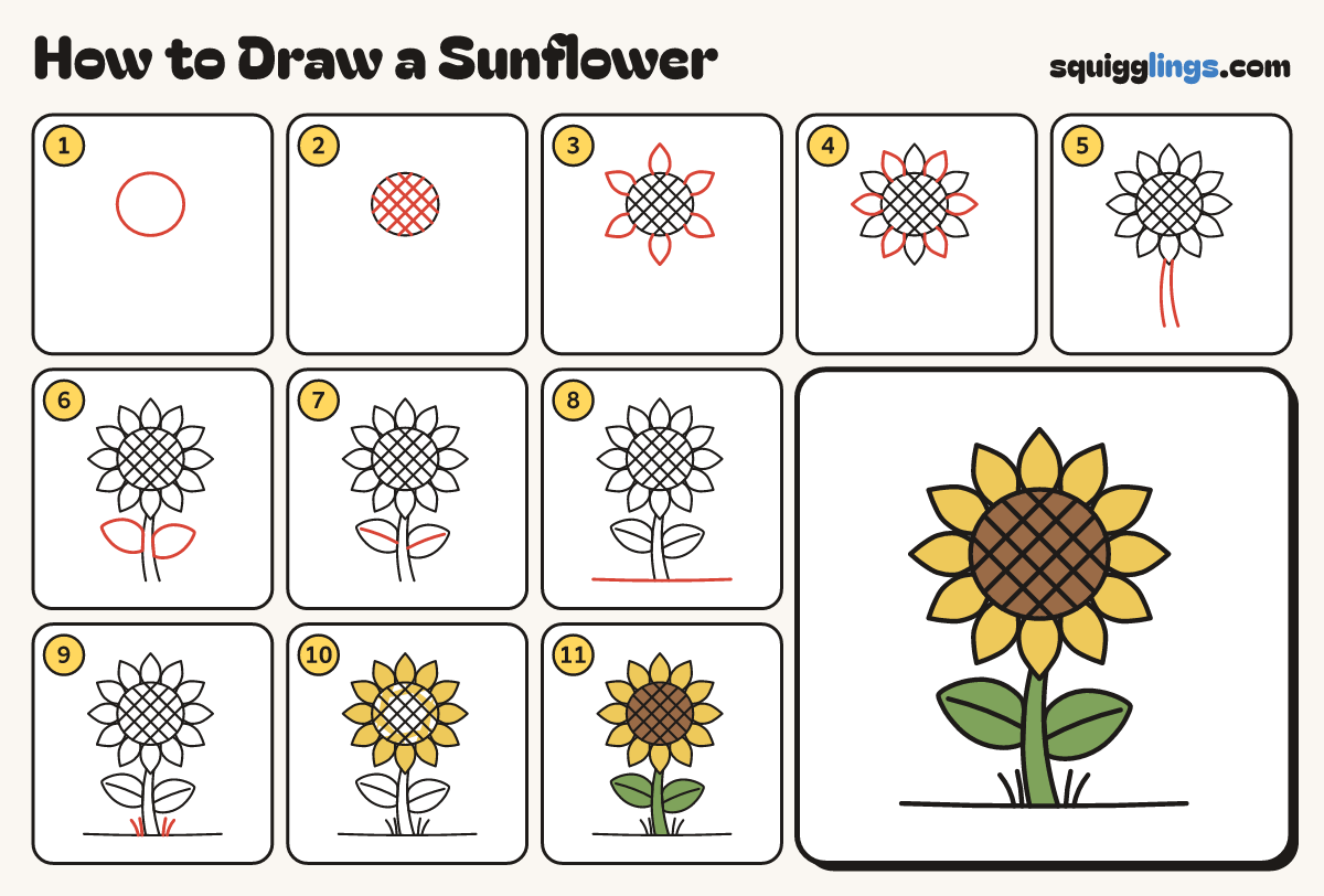 How to Draw a Sunflower step by step: all 11 steps in one picture