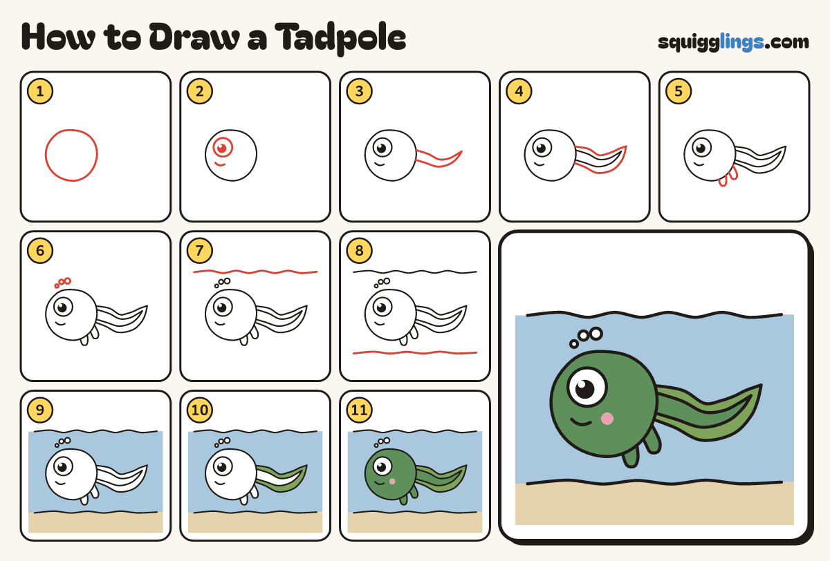 How to Draw a Tadpole step by step: all 11 steps in one picture