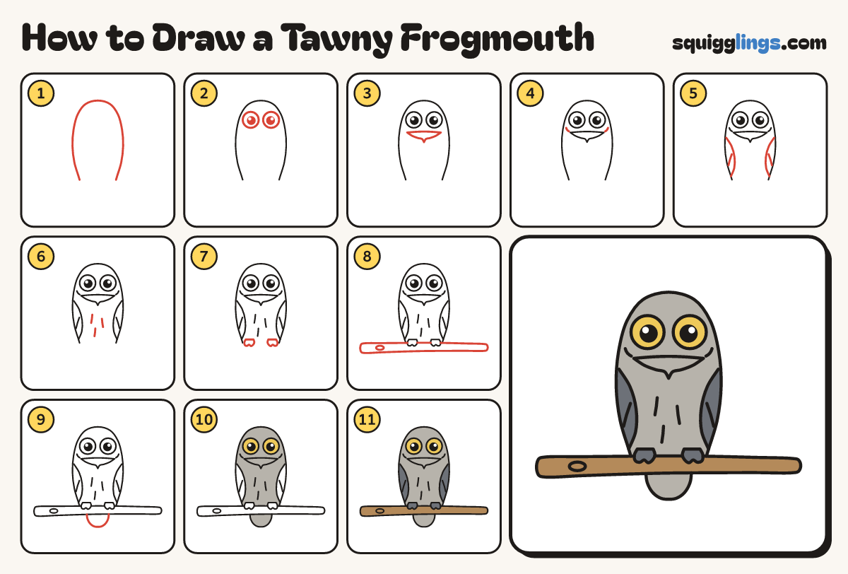 How to Draw a Tawny Frogmouth step by step: all 11 steps in one picture