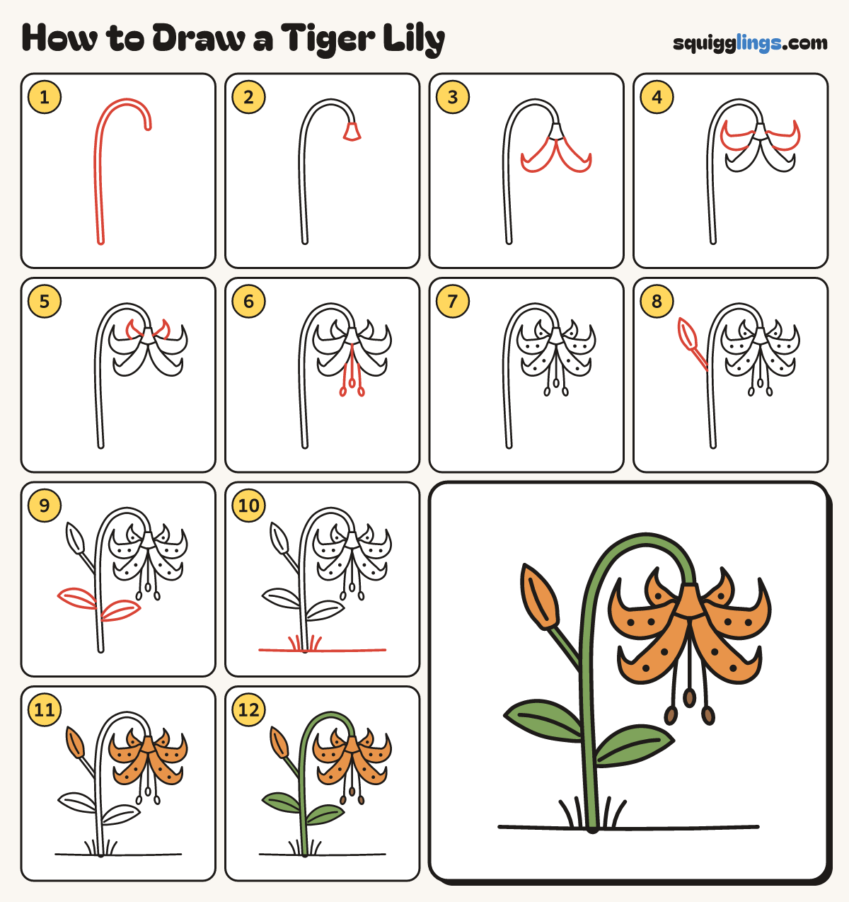 How to Draw a Tiger Lily step by step: all 12 steps in one picture