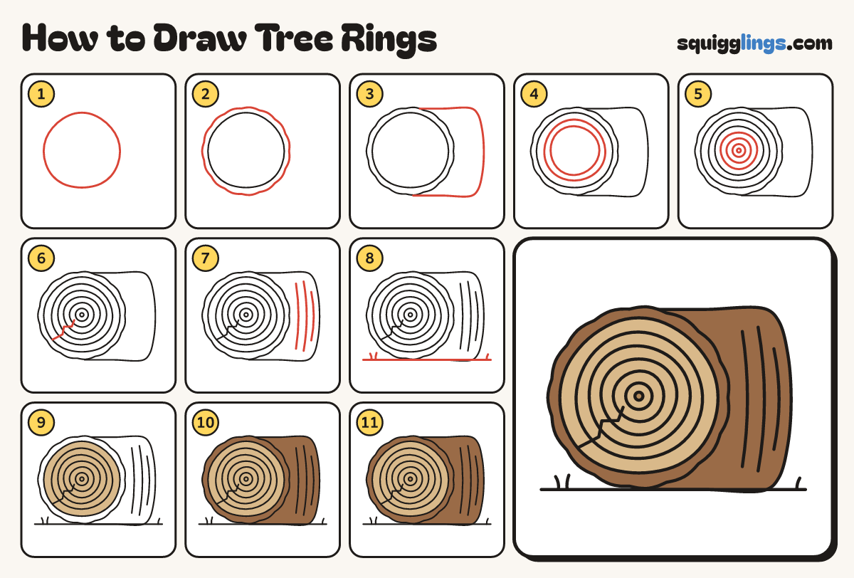 How to Draw Tree Rings step by step: all 11 steps in one picture