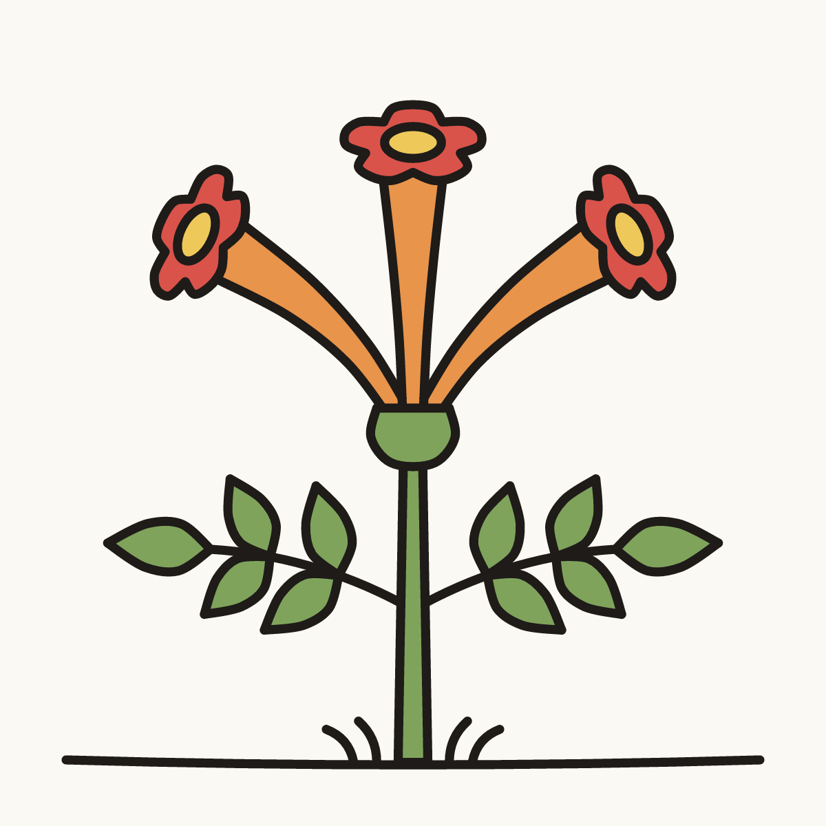 Finished drawing of a trumpet vine