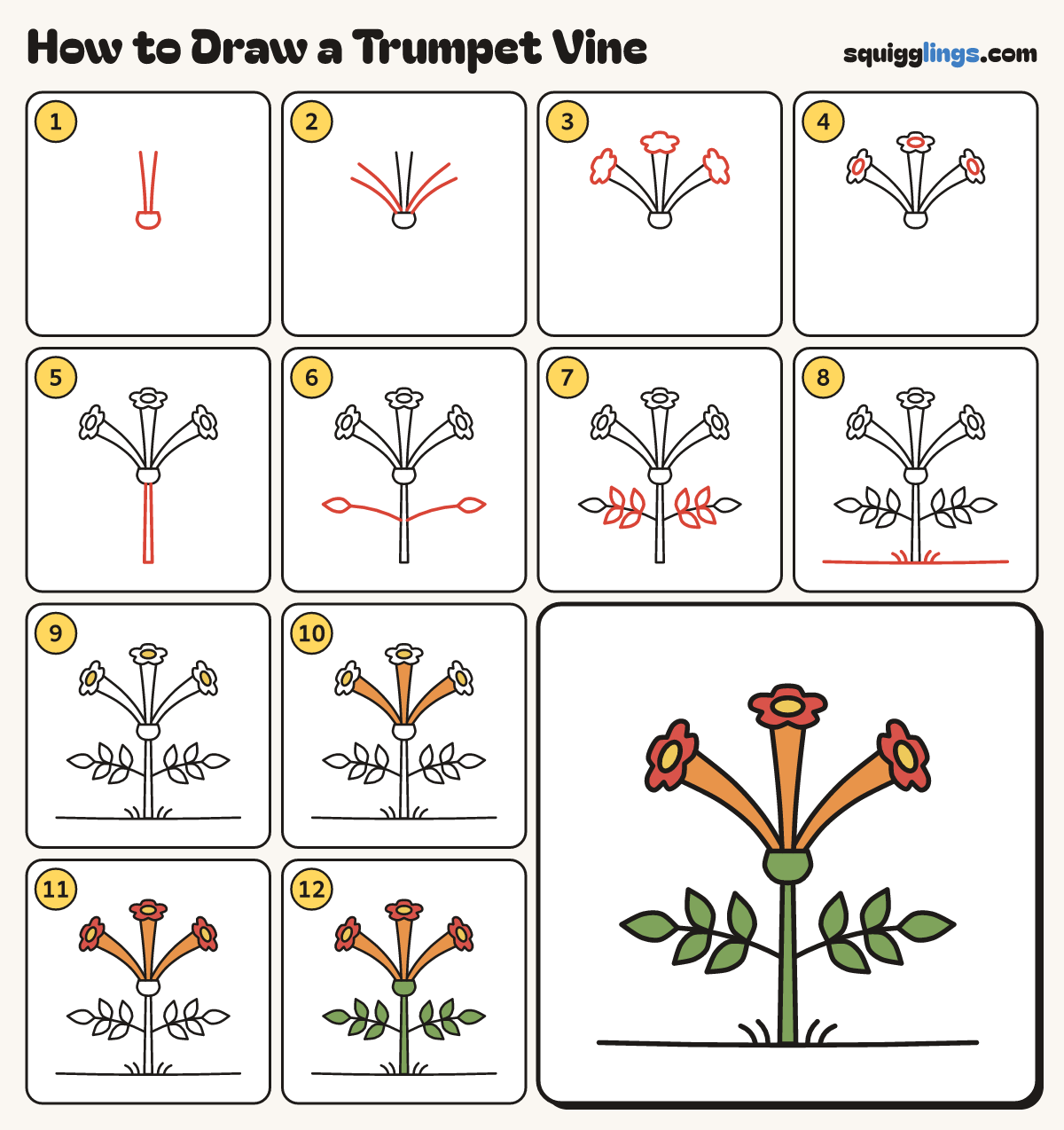 How to Draw a Trumpet Vine step by step: all 12 steps in one picture
