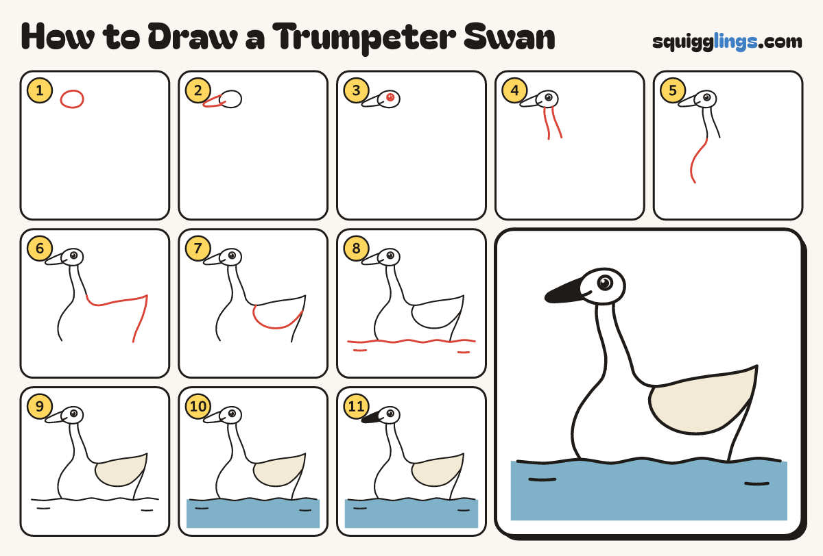 How to Draw a Trumpeter Swan step by step: all 11 steps in one picture