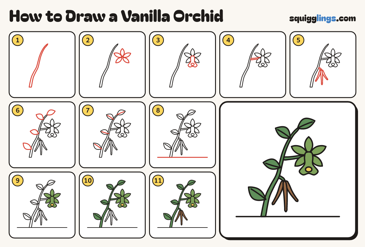 How to Draw a Vanilla Orchid step by step: all 11 steps in one picture