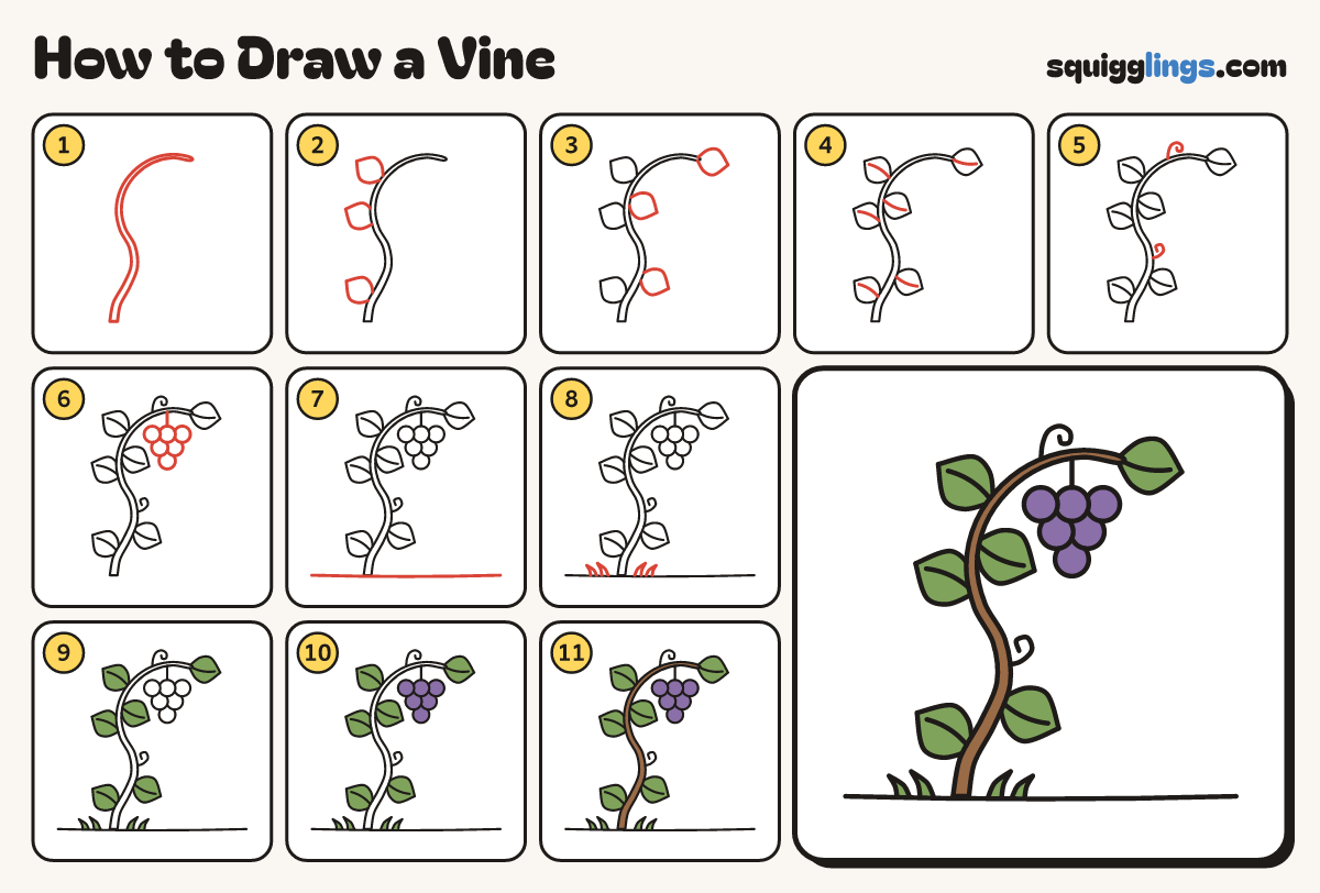 How to Draw a Vine step by step: all 11 steps in one picture