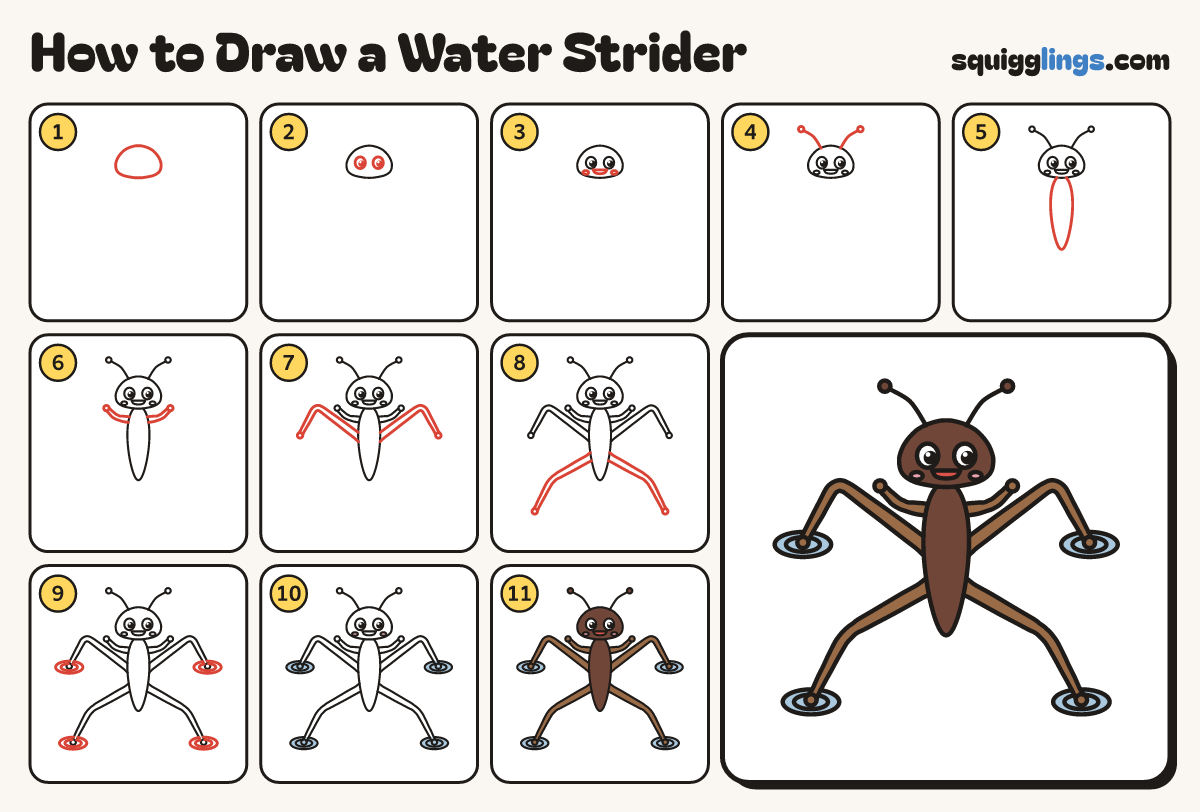 How to Draw a Water Strider step by step: all 11 steps in one picture