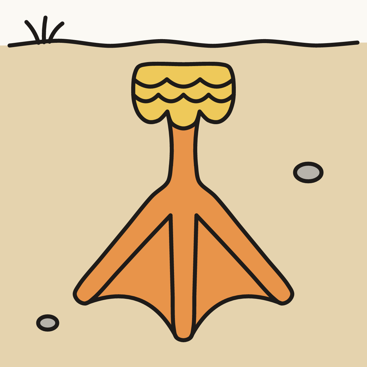 Finished drawing of a webbed foot