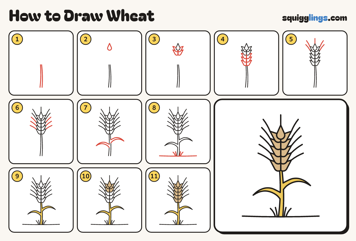 How to Draw Wheat step by step: all 11 steps in one picture