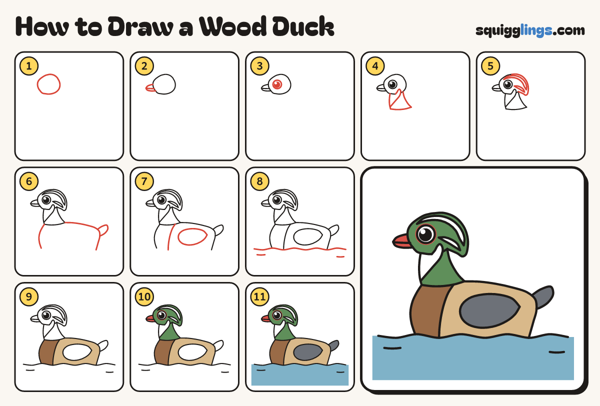 How to Draw a Wood Duck step by step: all 11 steps in one picture