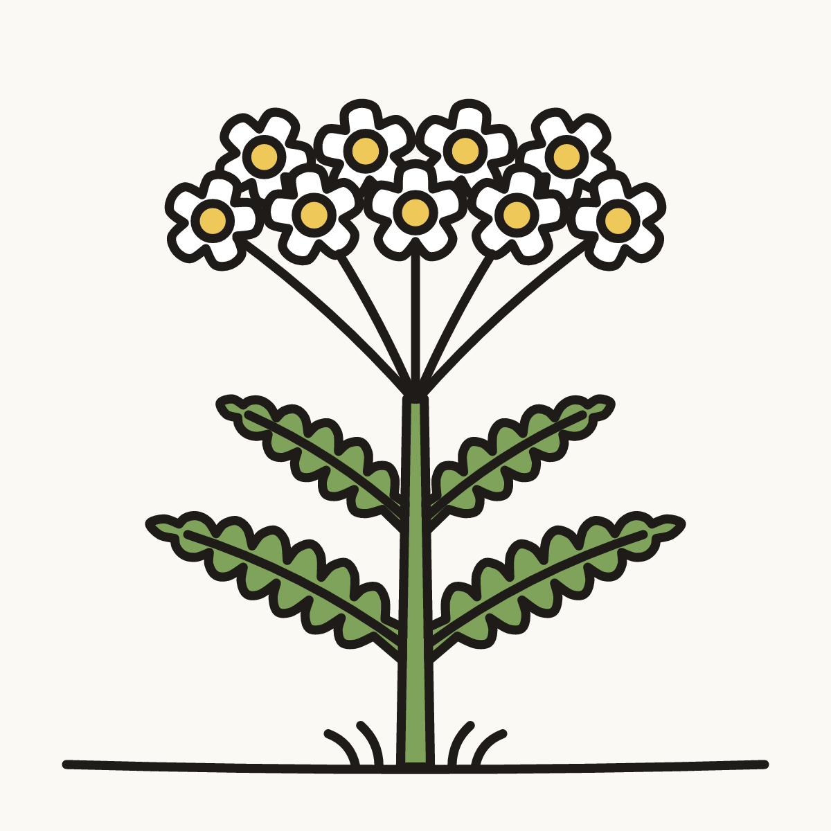 Finished drawing of a yarrow