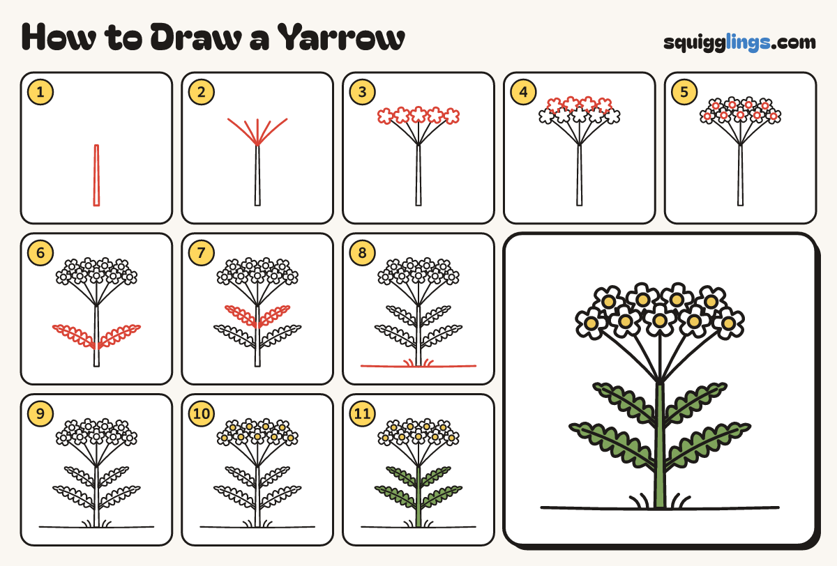How to Draw a Yarrow step by step: all 11 steps in one picture