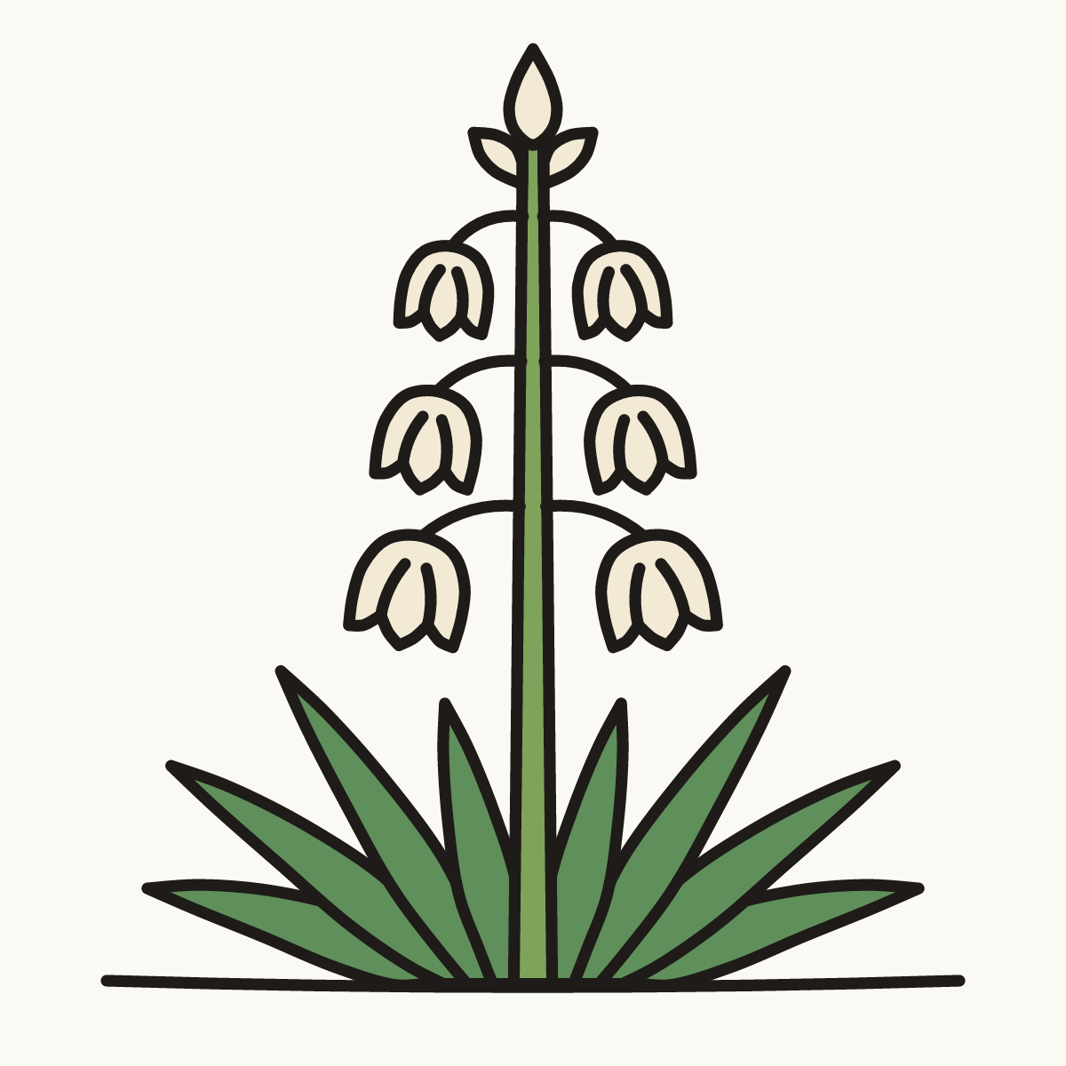 Finished drawing of a yucca